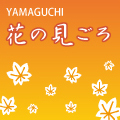 花の見ごろ
