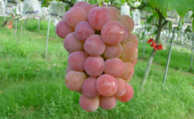 Grape-picking