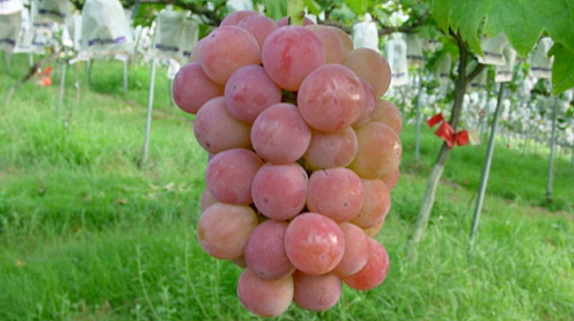 Grape-picking