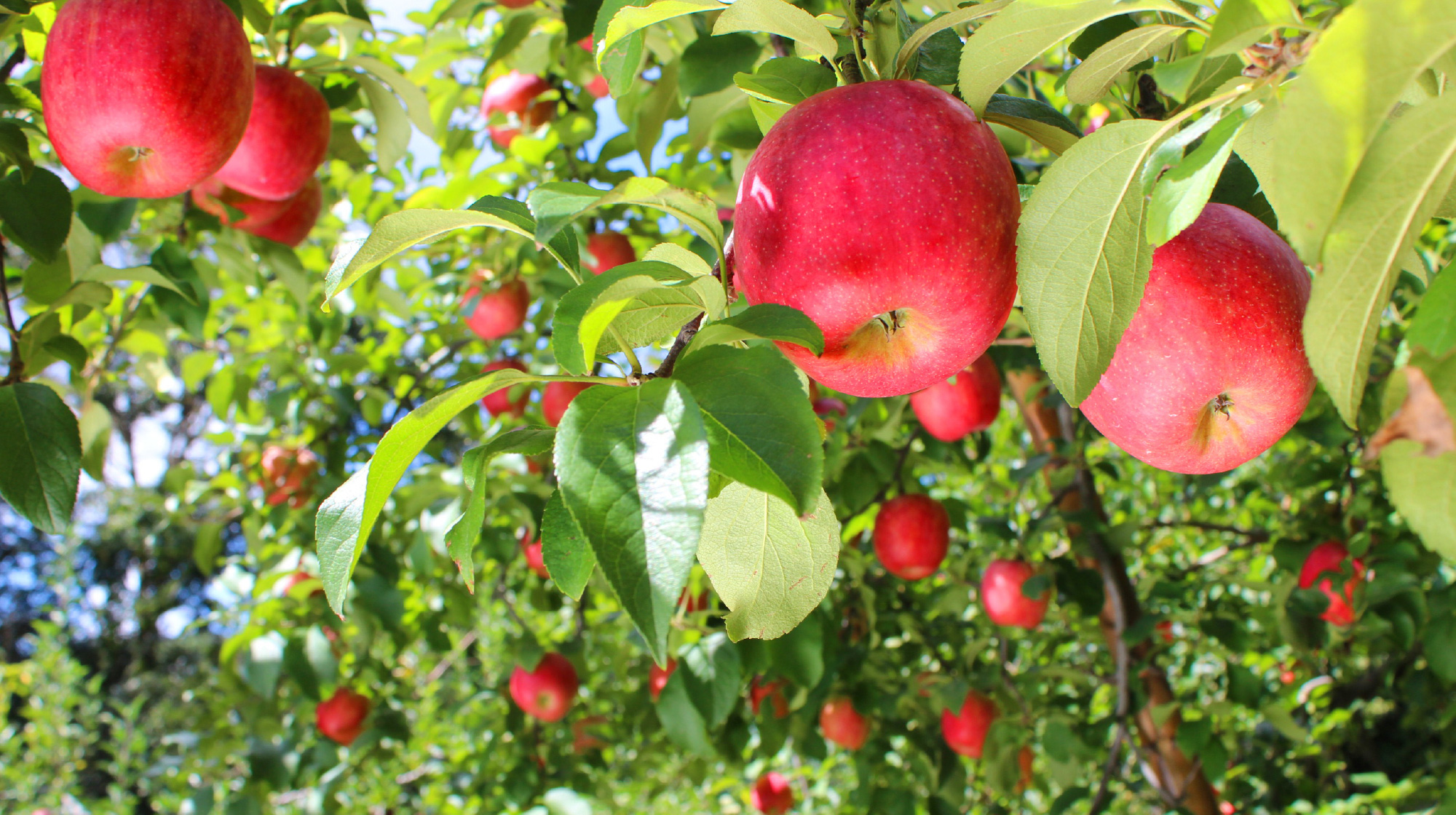 Apple picking